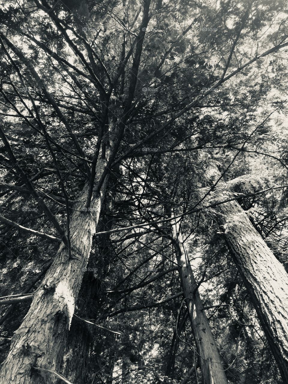 Large trees tower over me as I choose to look at them from a different perspective at Pacific Spirit Forest in Vancouver, British Columbia 
