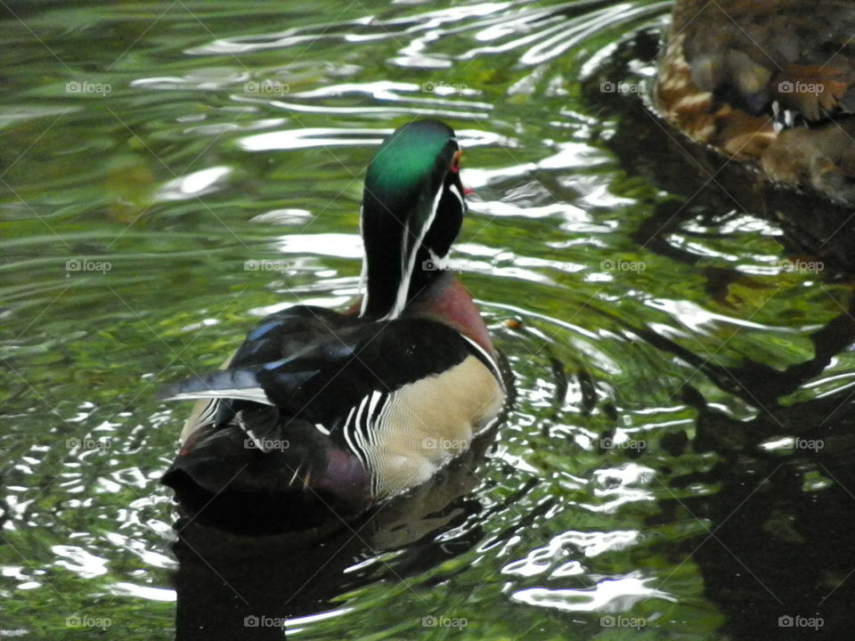 Wood duck. Natural beauty 