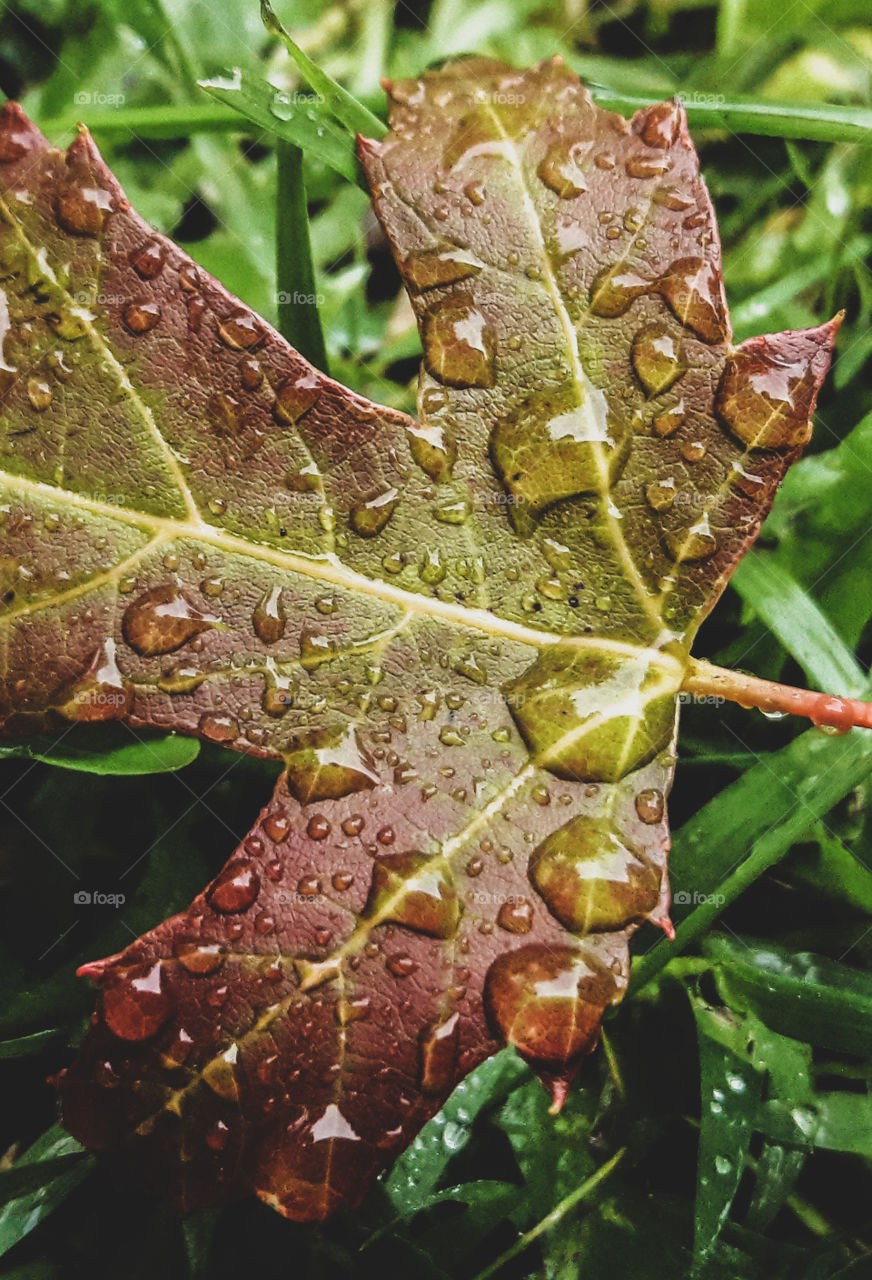 Eye-catching Autumn leaf, on a rainy Minnesota morning.
