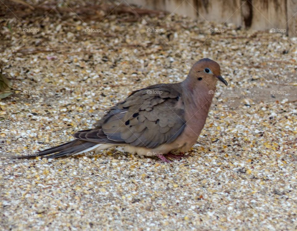 A dove eating some seeds on the ground