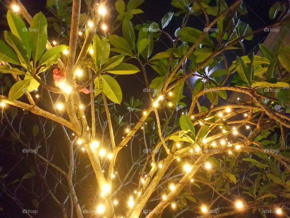 Illuminated tree
