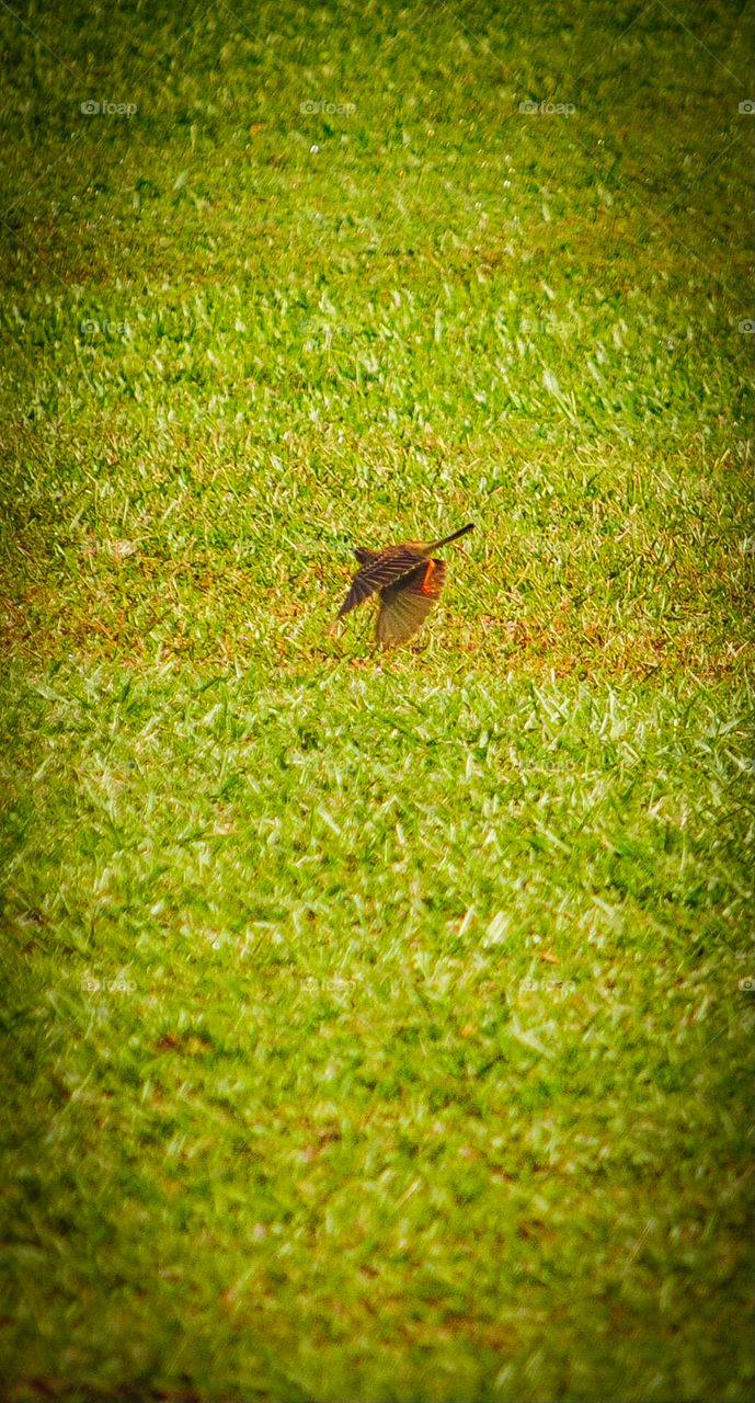 A bird flying low in a park 