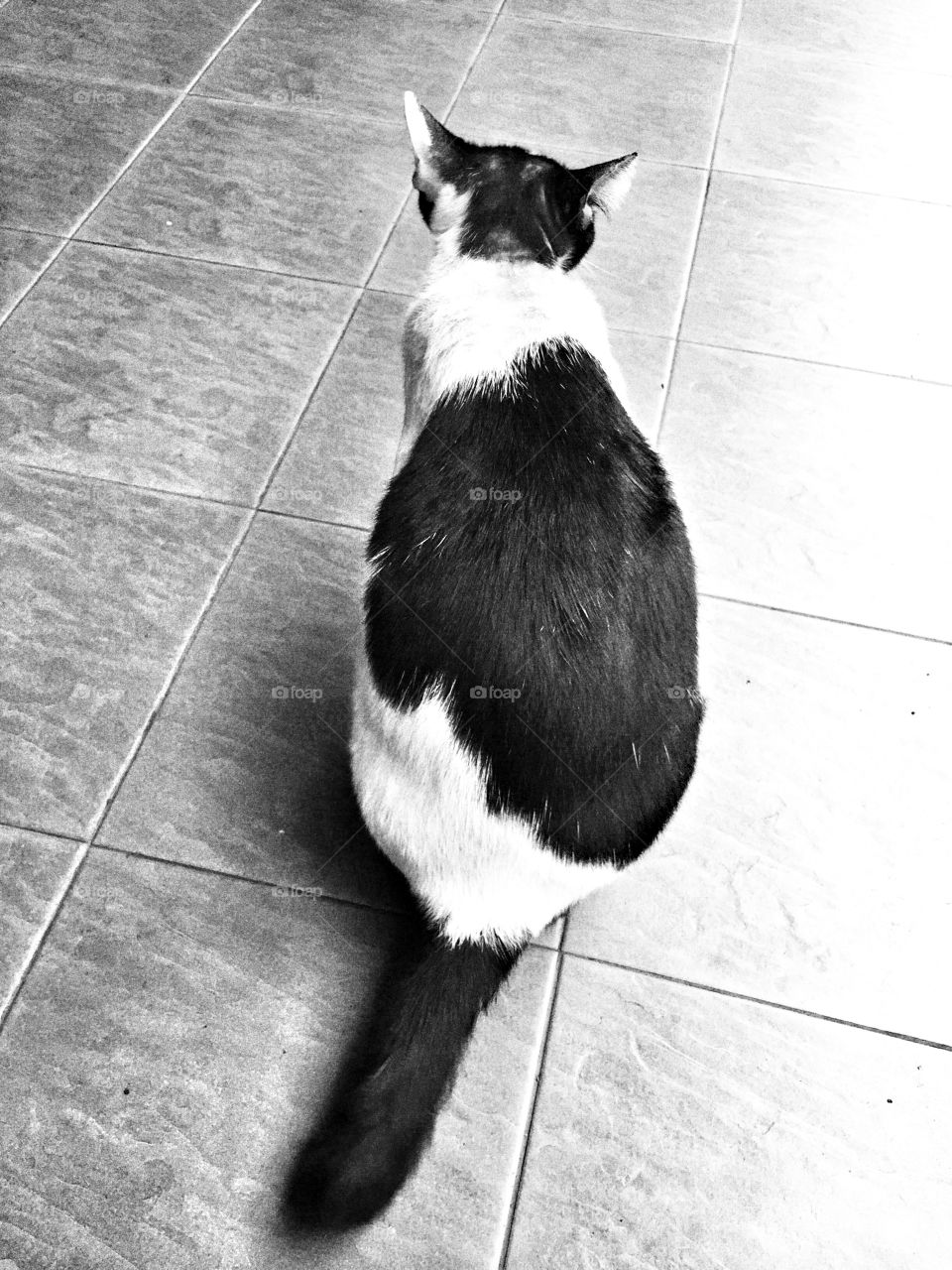 Black and white cat sitting on the floor 