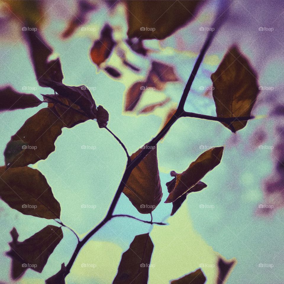 Autumnal abstract leaves