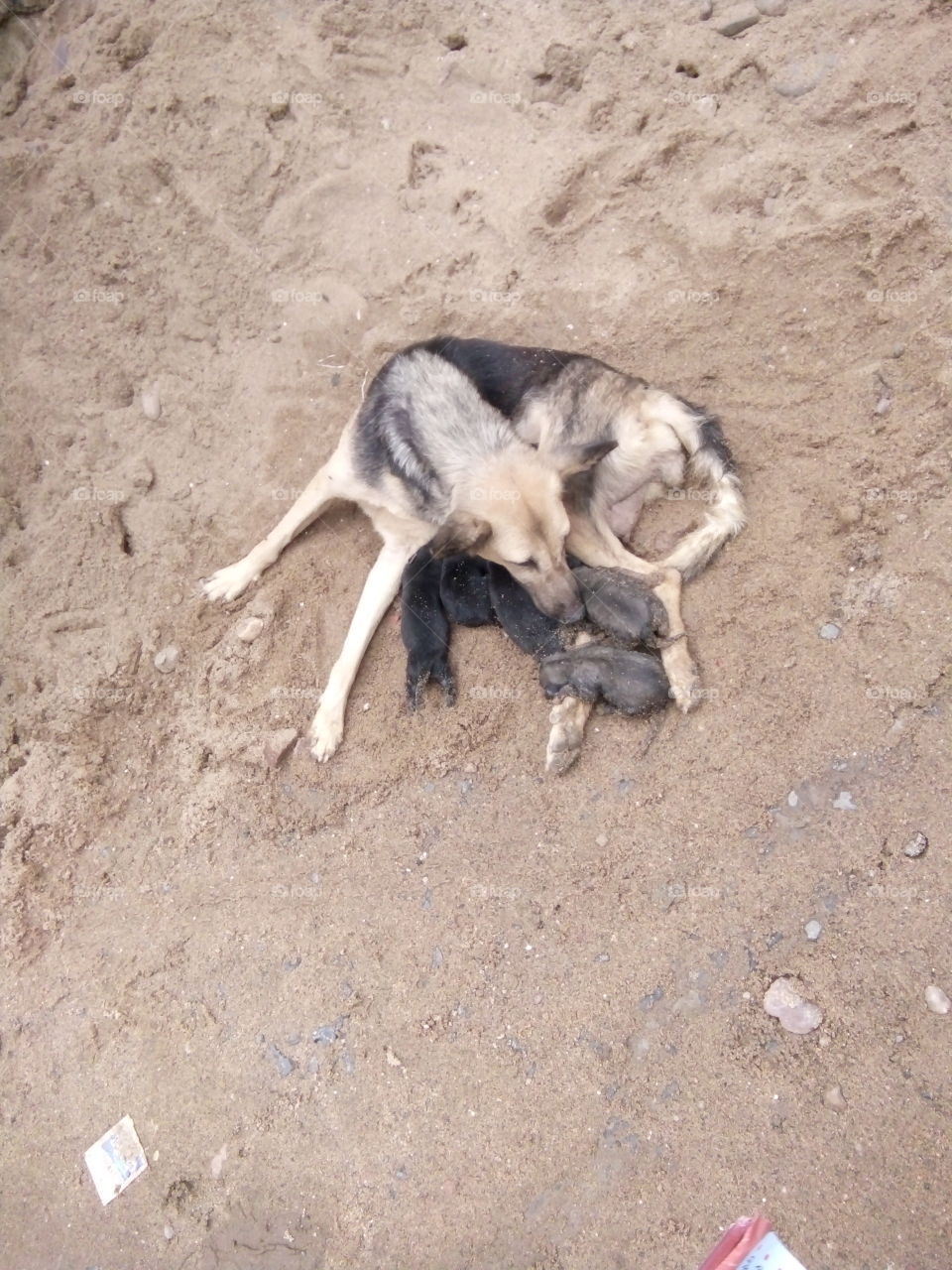 mother,mother pics,A great photo,a photo for everyone,a memorable photo,a no. photo,a photo to cherish, a beautiful photo,a great photo for the best people,an evergreen photo,a photo to remember for years, the best result of great photography