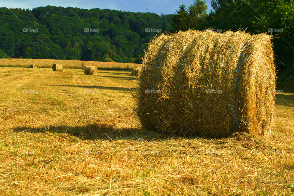 Straw bale