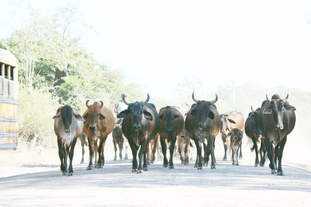 Clinic Cows. Sometimes cows come to clinic 