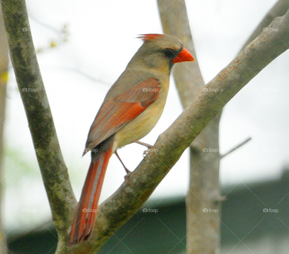 red bird female cardinal by lightanddrawing
