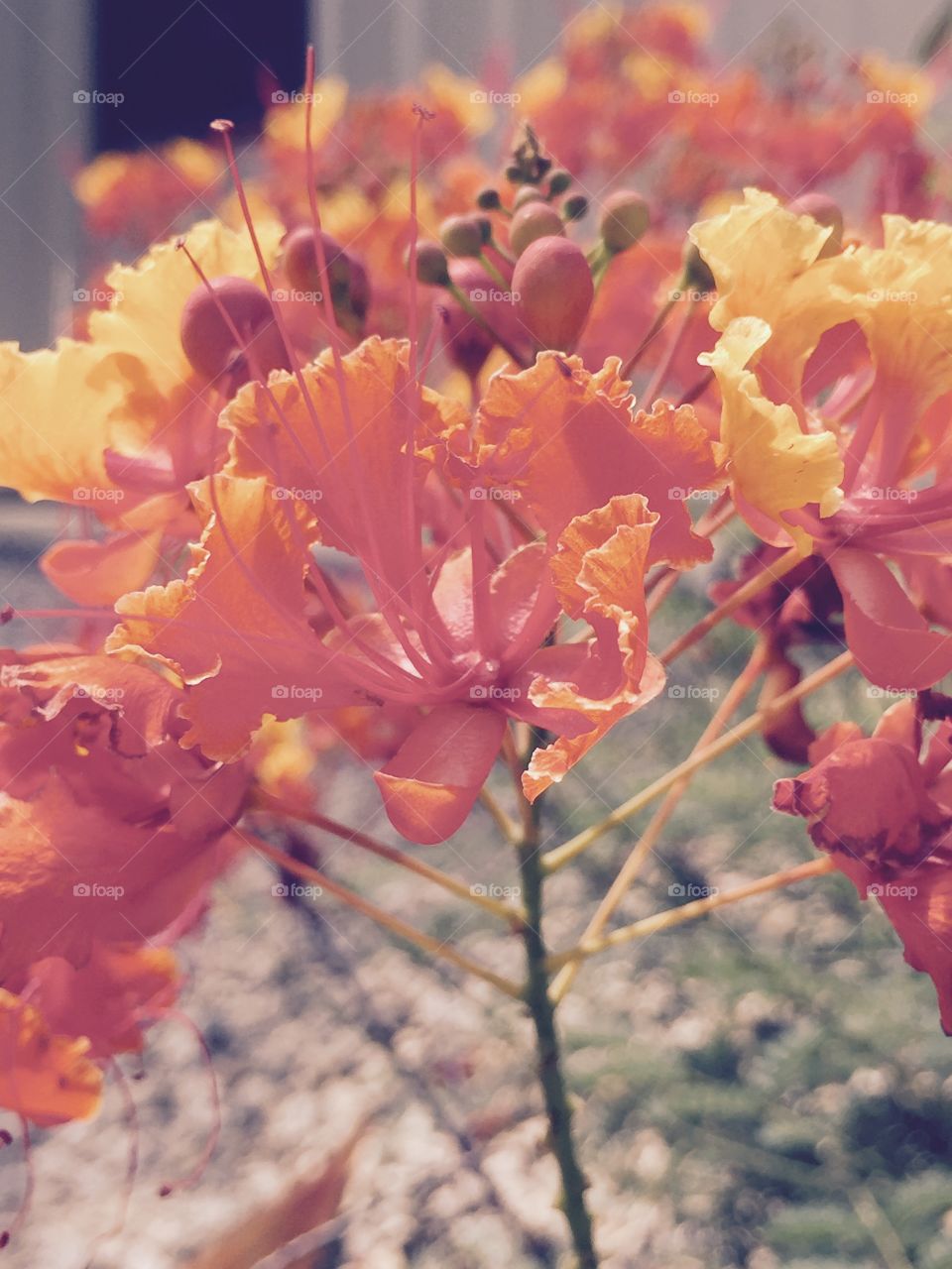 Bright orange flower cluster