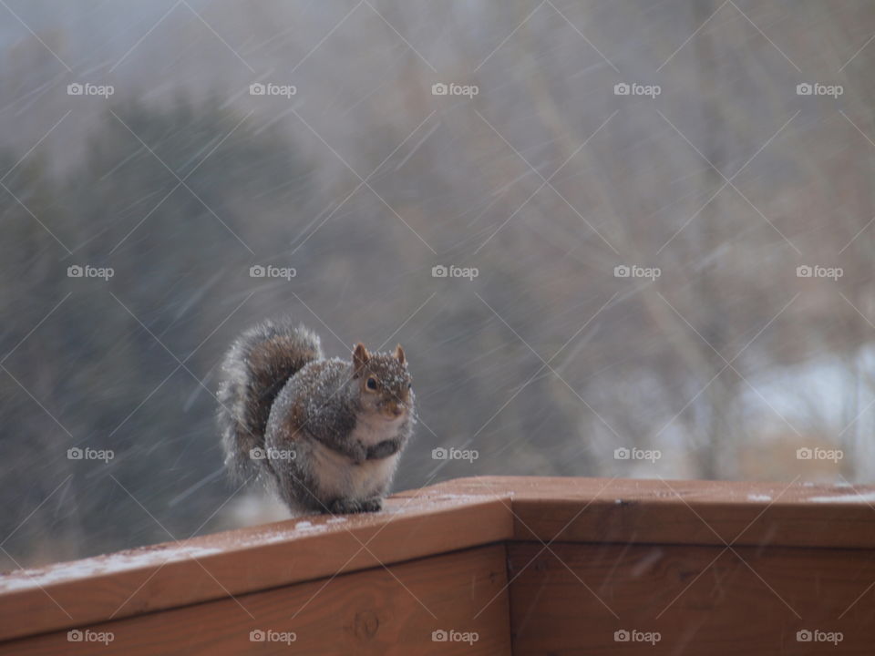 Squirrel in the Cold