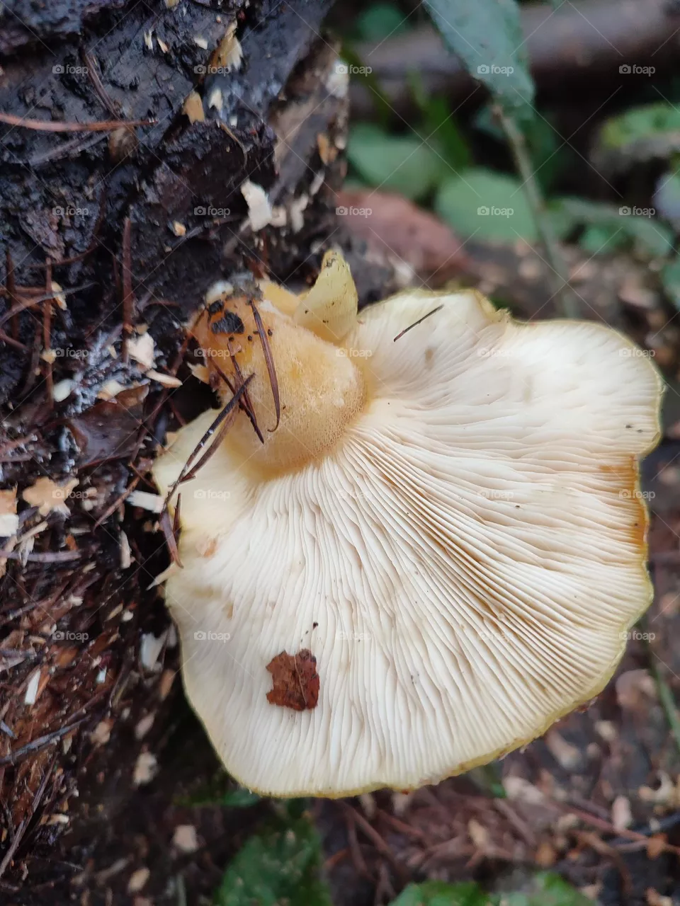 Mushroom