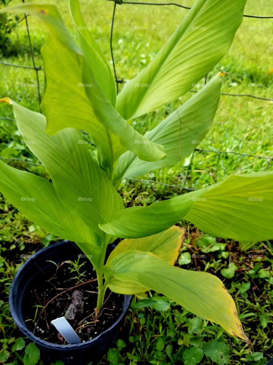 Leaf, Nature, Flora, Summer, No Person