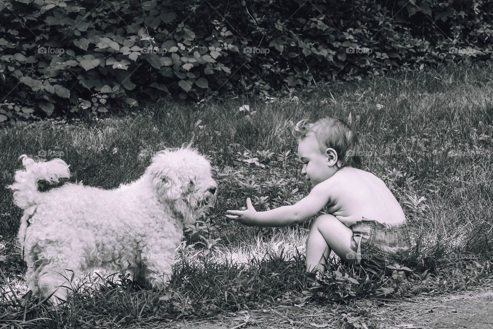 Toddler reaching to a dog