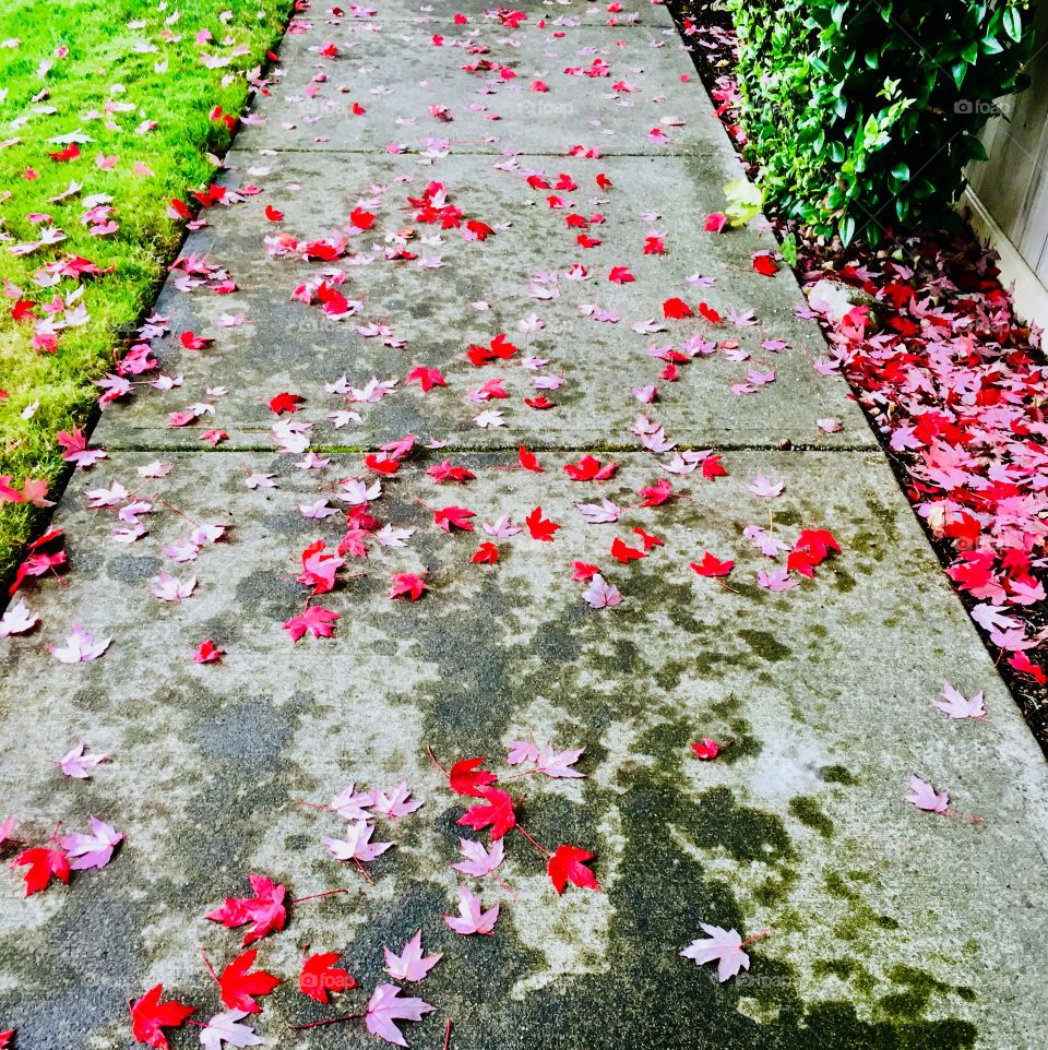 First signs of Fall 1