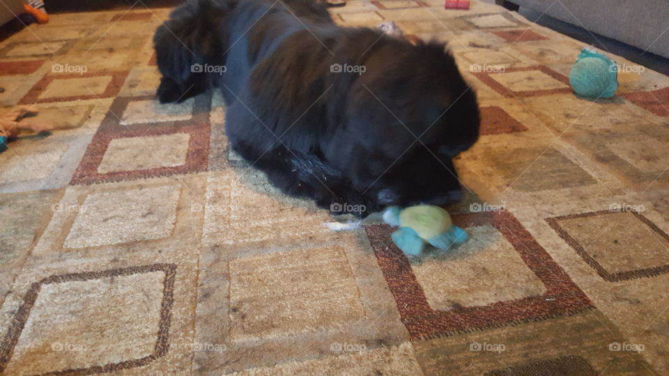 No Person, Mammal, Floor, Dog, Desktop