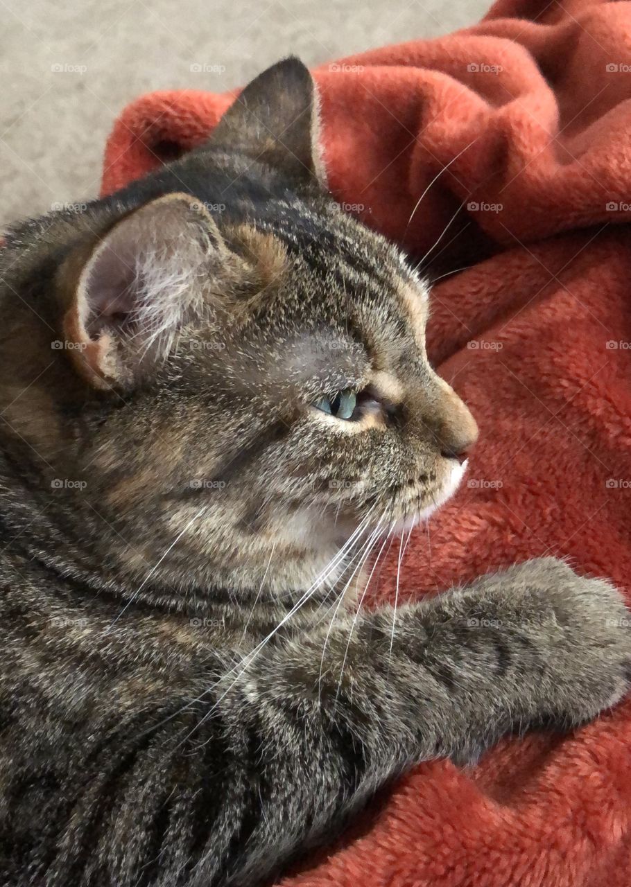 Tabby cat on orange blanket 