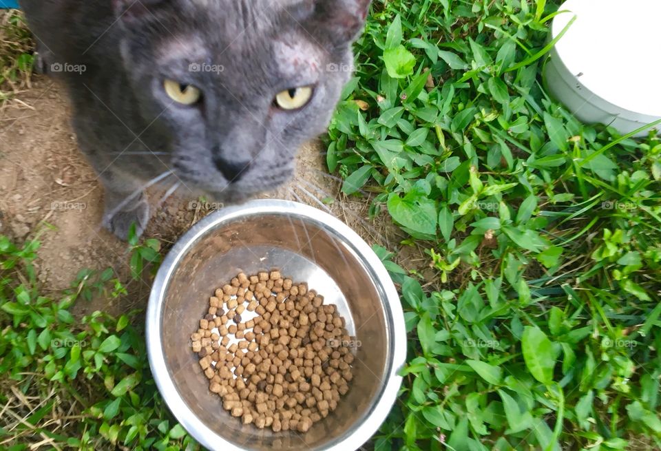 Happy grey cat by food bowl.
Vinnie Van Gogh.
