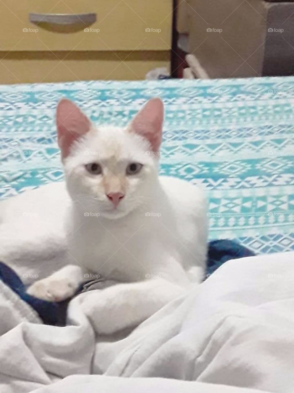 Meu gatinho