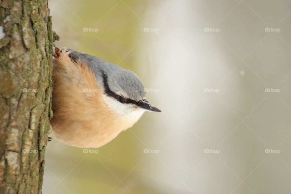 Nuthatch on a tree