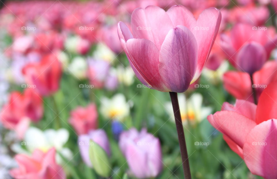 Tulip blossom, spring