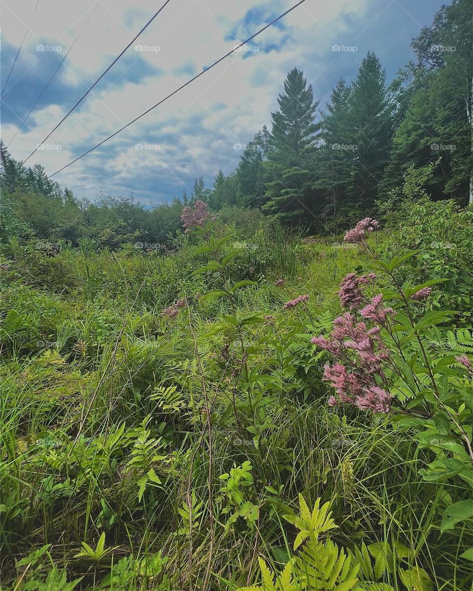 Beauty in the fields 