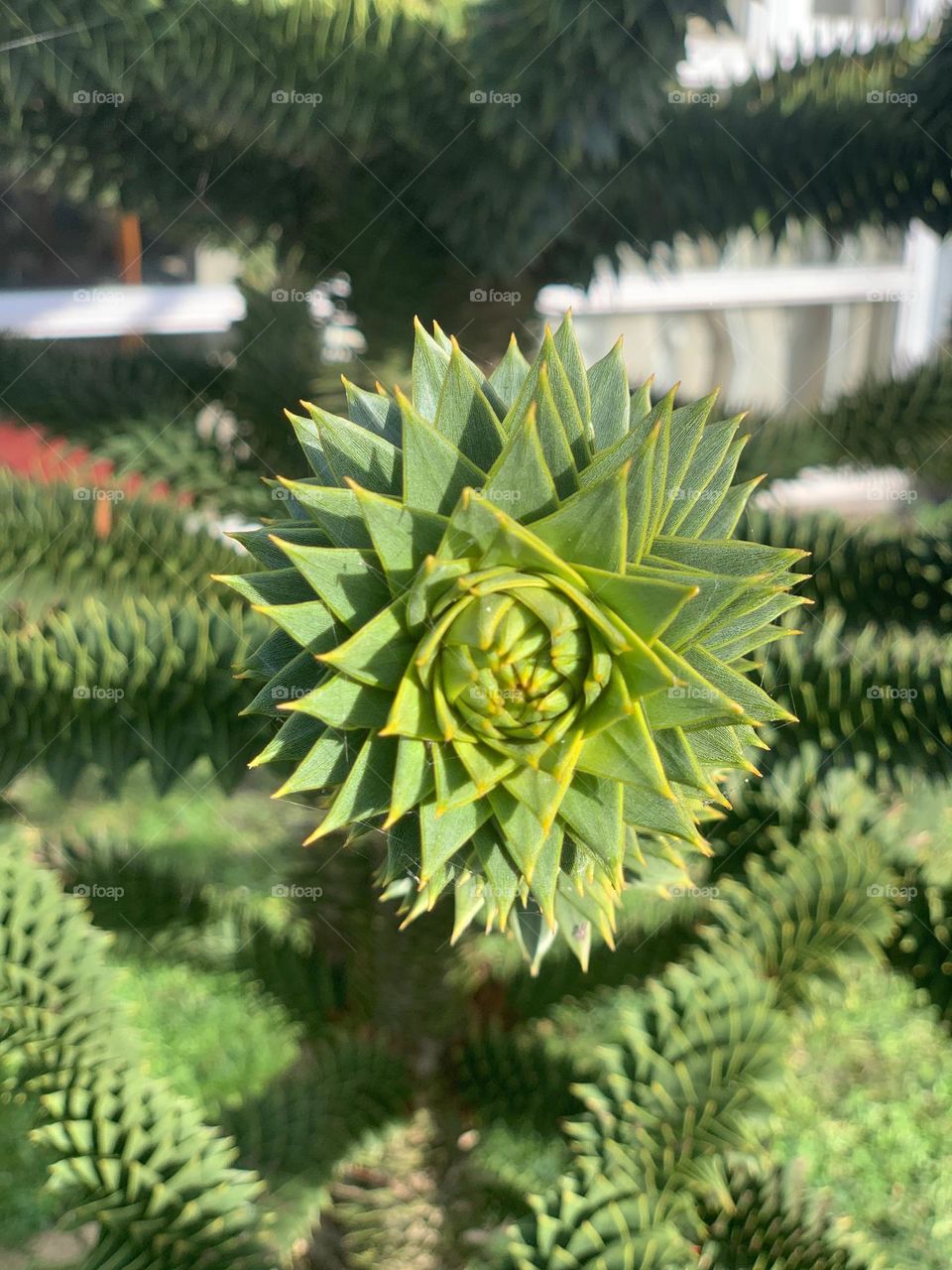 Spikey tree