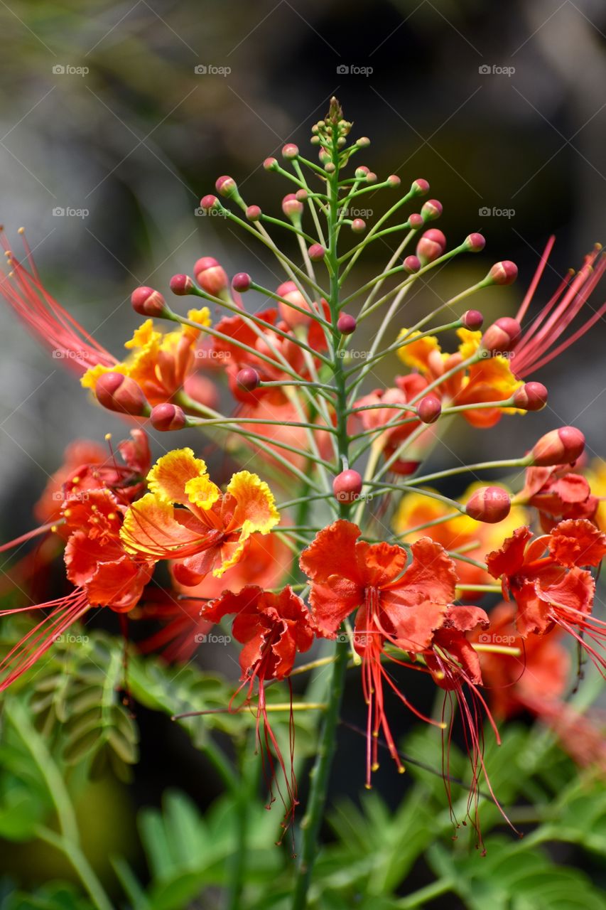 The beautiful royal poinciana, also known as the "flame tree" as seen in Hawaii