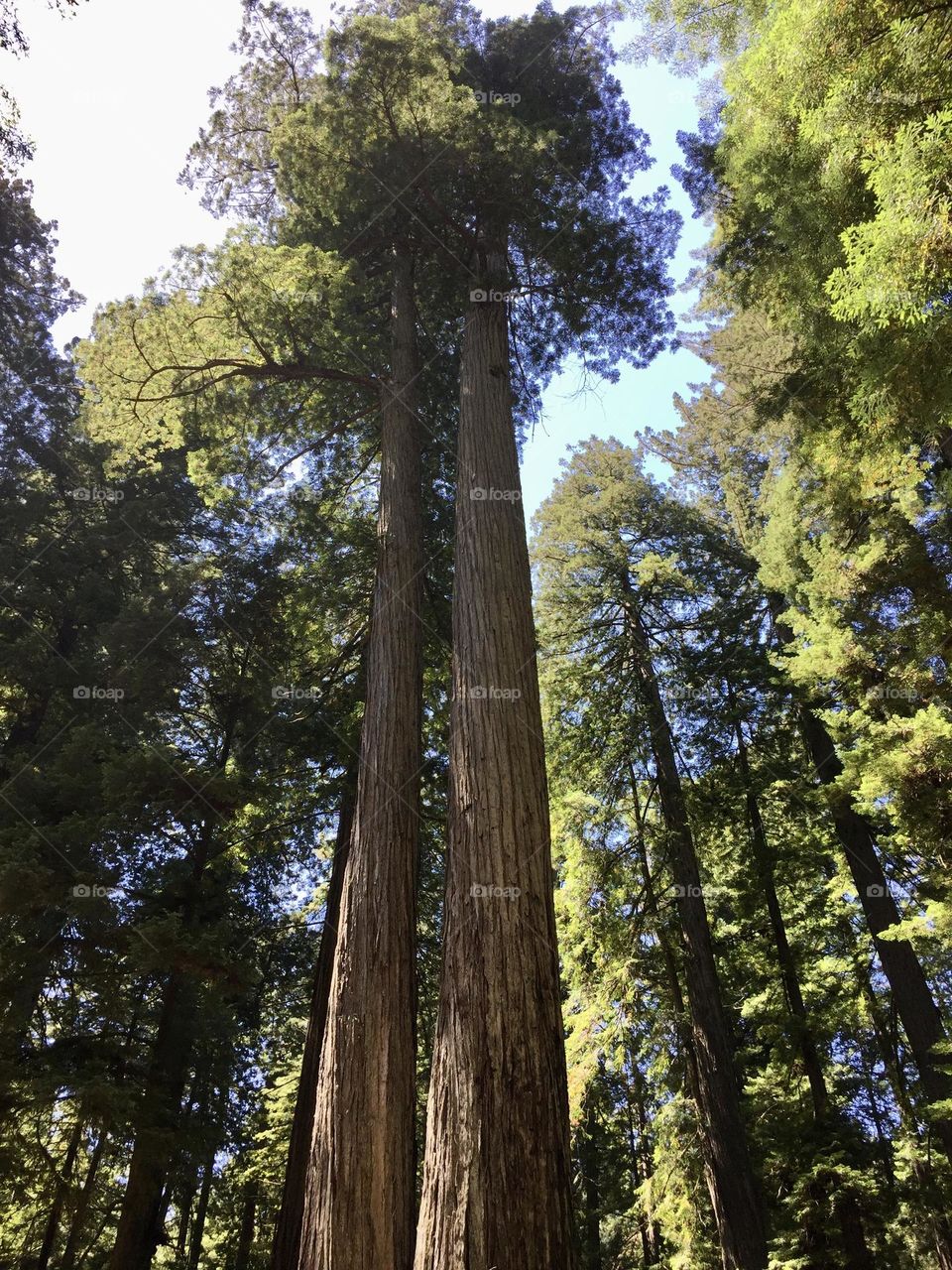 Giant redwoods in the Californian forest