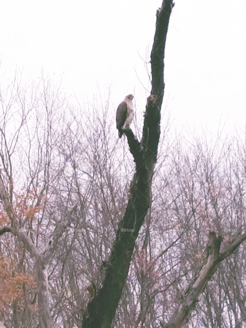 Hawk perching on tree