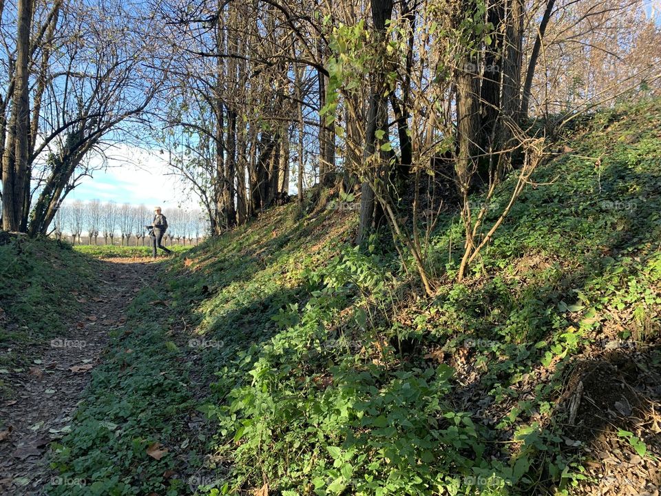 a path leads up to the exit of the wood, where you can see a person walking against the light