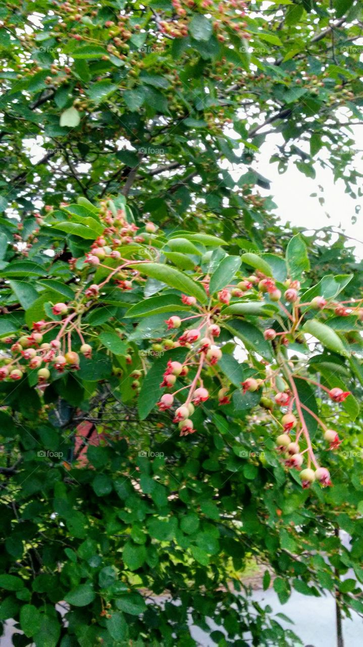 Nature, Tree, Leaf, Fruit, Flora