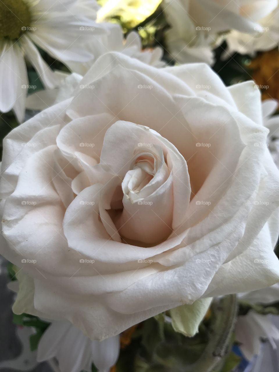 White Rose 🌹 