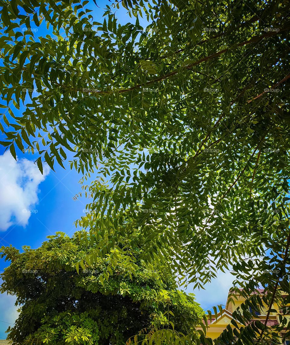 beautiful tree leaves