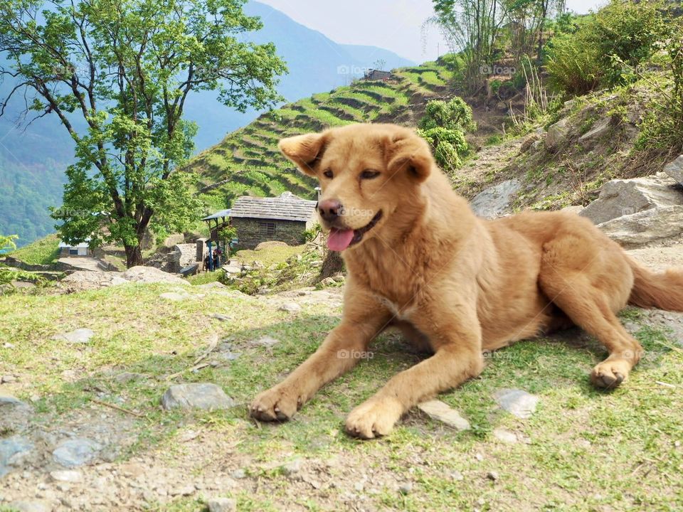 A friendly dog watches over the rice paddies in the rural areas of Nepal. 
