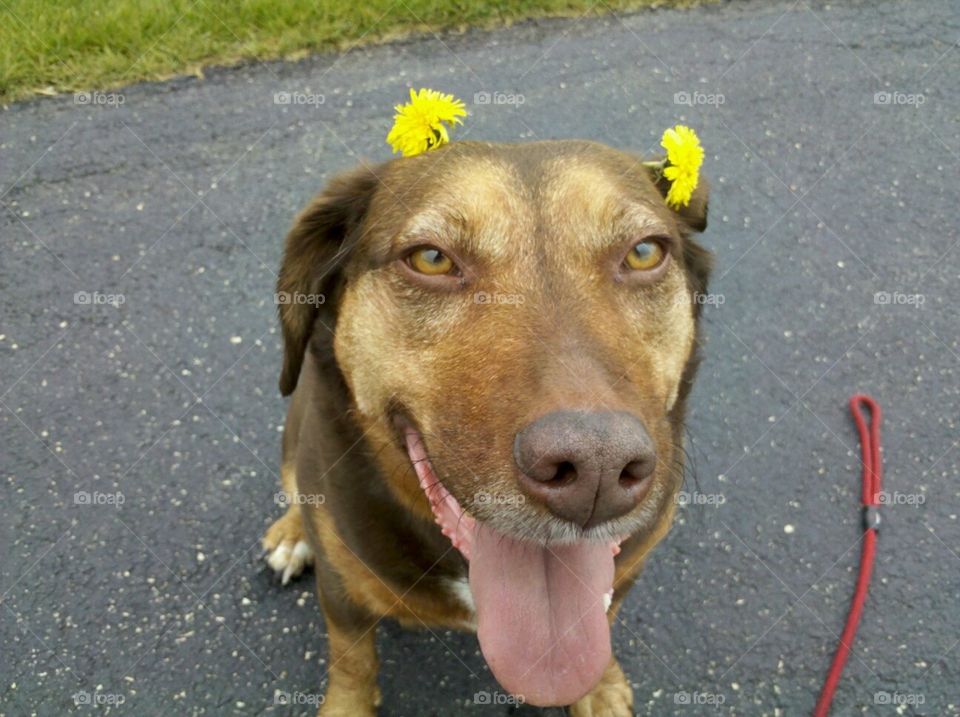 flower power. Dandelions on my dog 