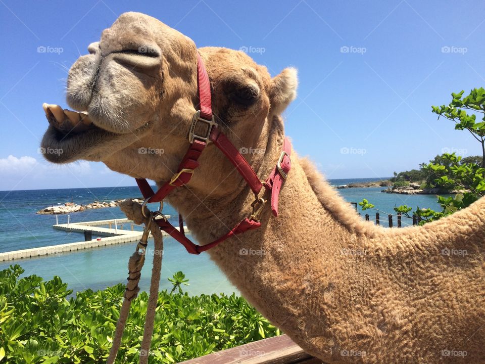 Tropical Camel