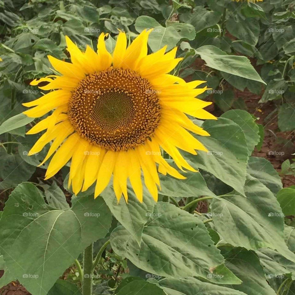 Sunflower