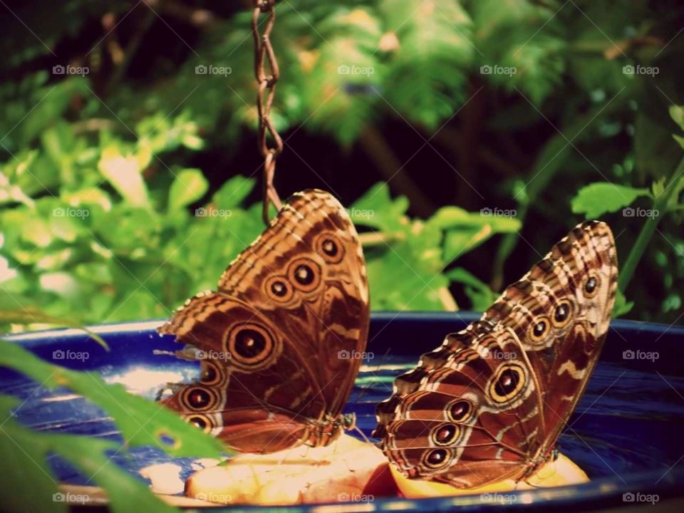 butterfly