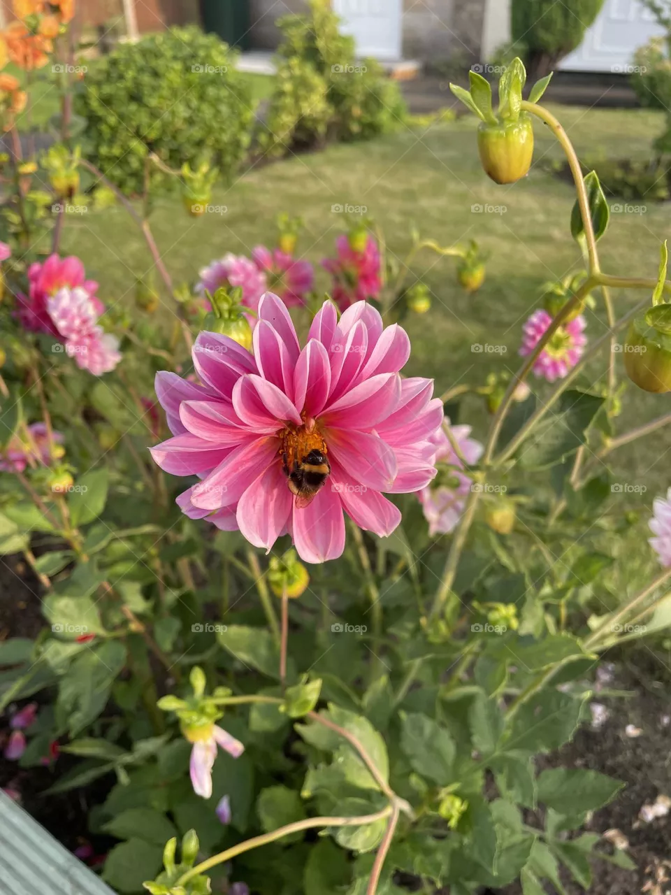 Spring
