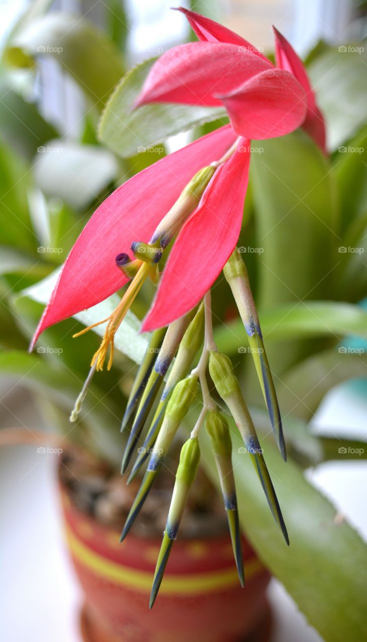 red flower bromeliad house plants blooming