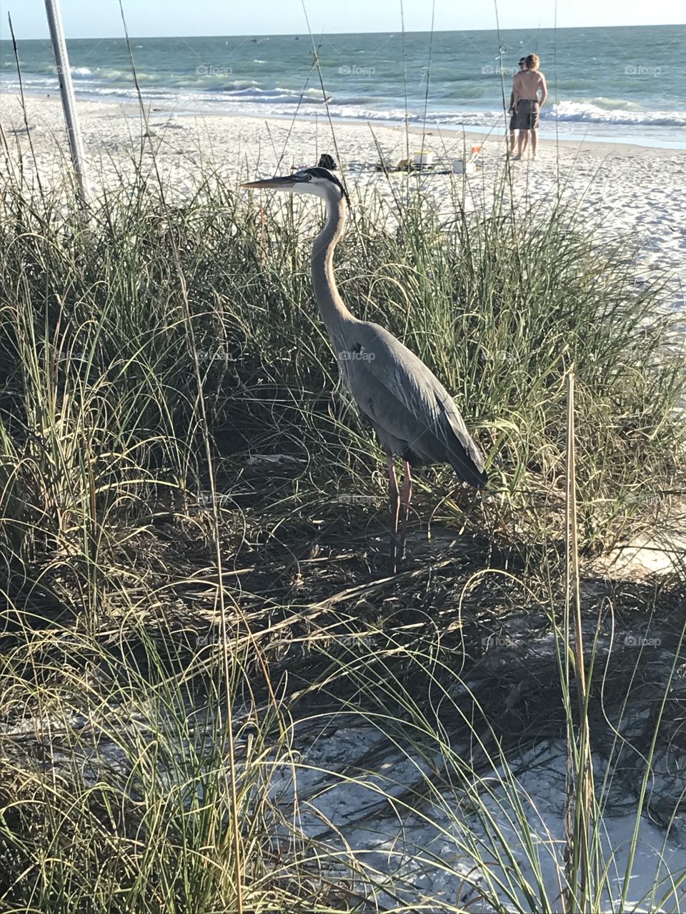 A silent crane in the tall beach grass