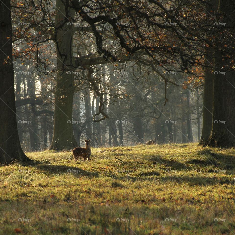 english forest