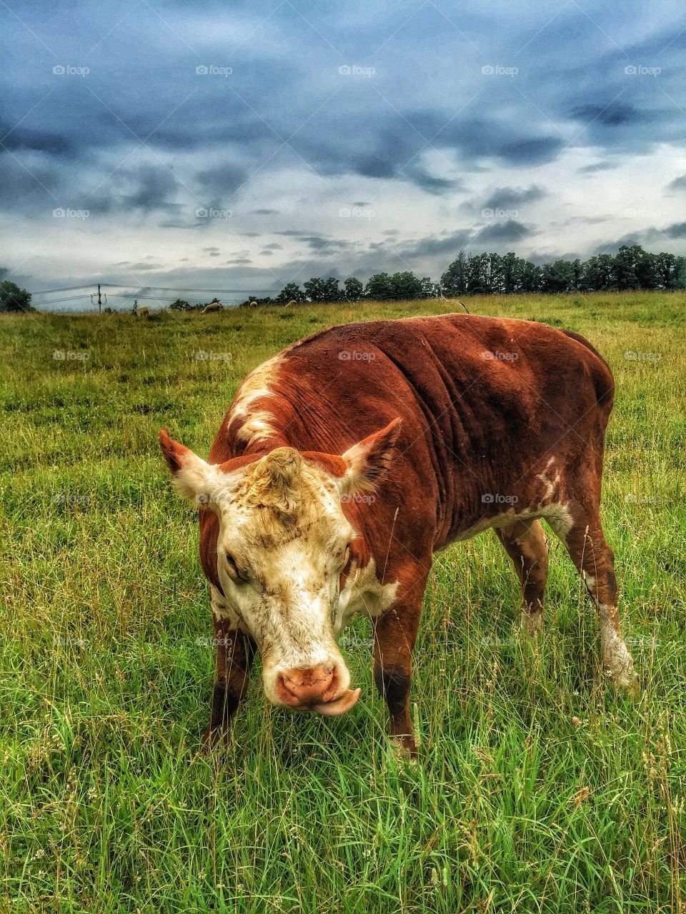 Curious cow eating. The massive cow came to visit me while grazing 