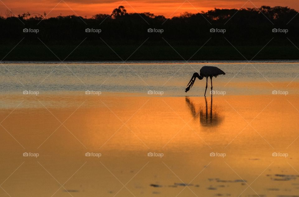 TUIUIÚ PANTANAL MS