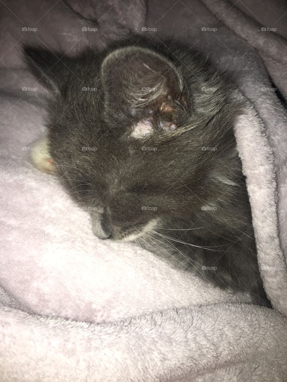 Sweet, sleeping little gray kitten. 