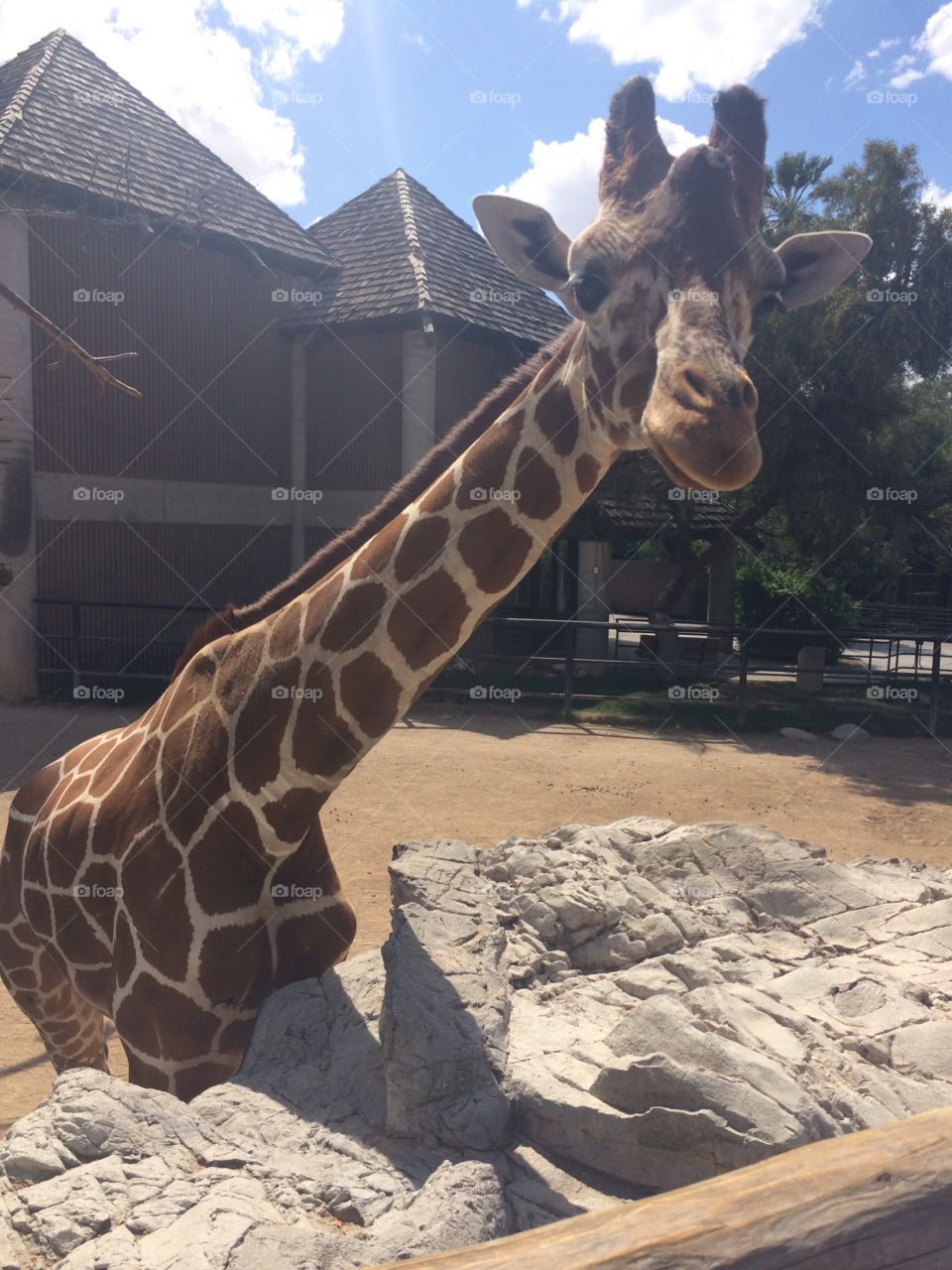 Giraffe . Reid park zoo