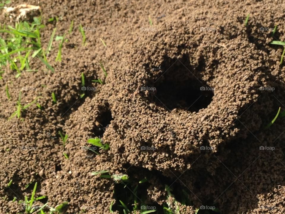Ants castel 