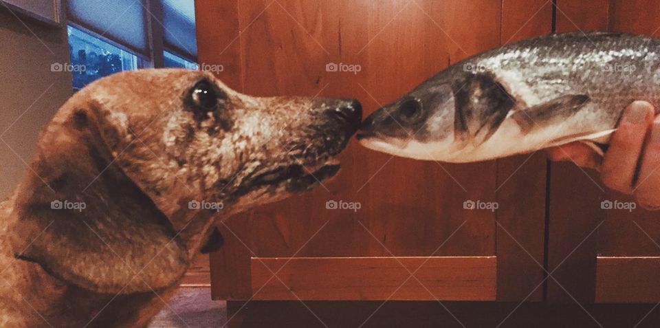 Dog meets fish 