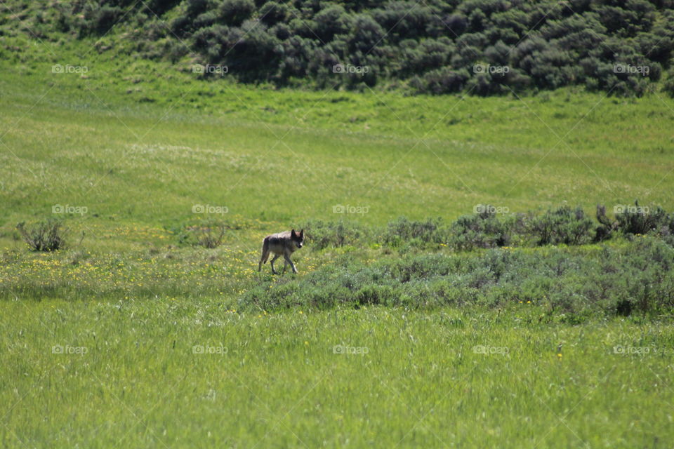 Wilderness gray wolf field beautiful wild wildlife animal canine brush green grass landscape