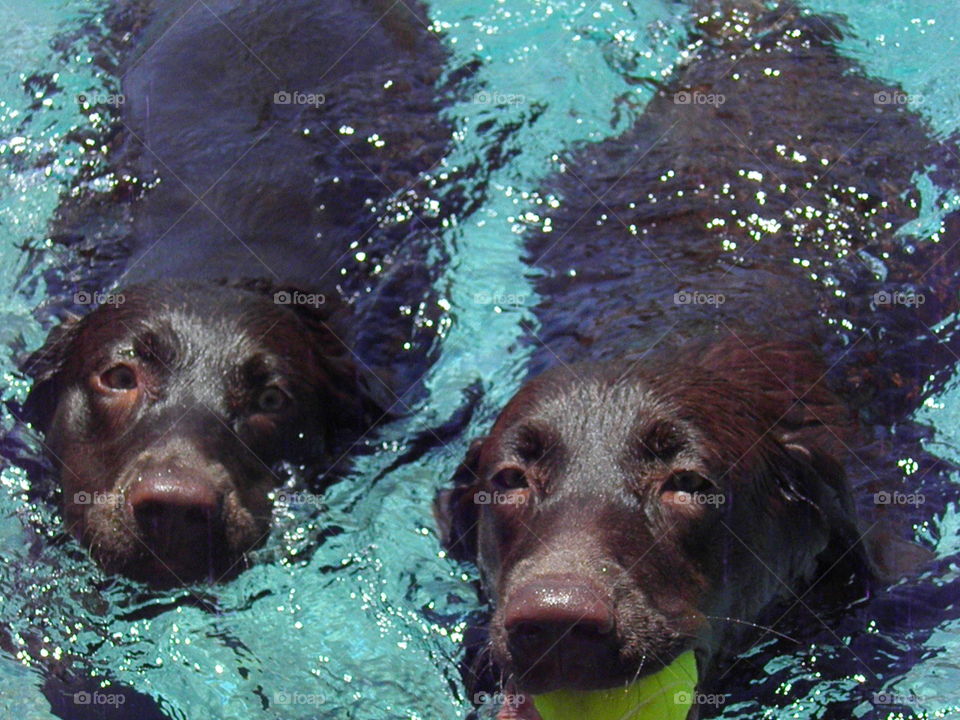Water Logged Labs